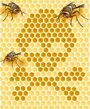 Alimentazione autunnale delle api: rapida, efficiente, appena in tempo