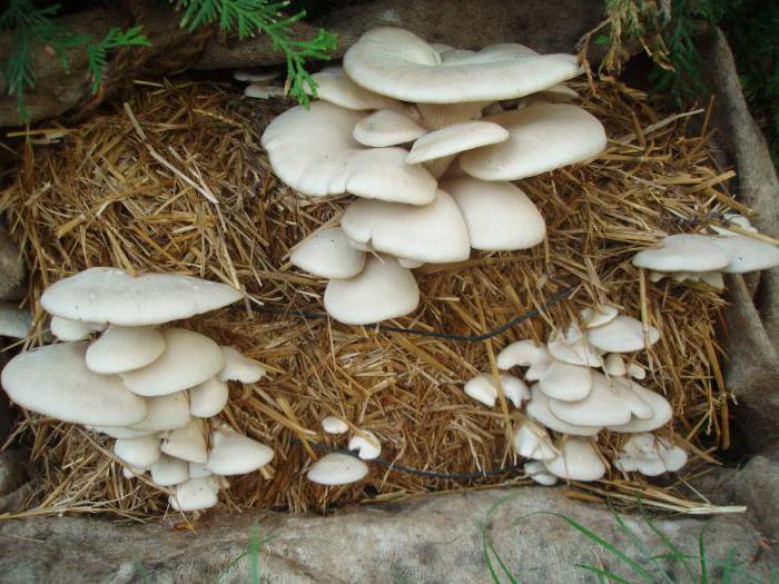 coltivazione di funghi ostrica come impresa domestica