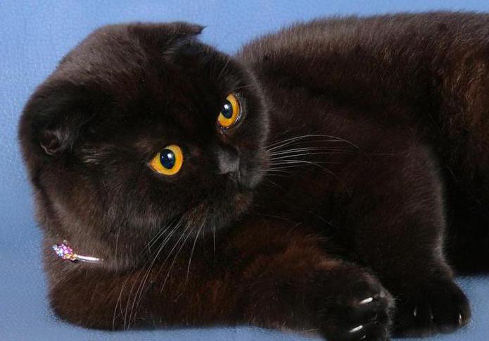 British Black Cat: descrizione, caratteristiche, caratteristiche e recensioni