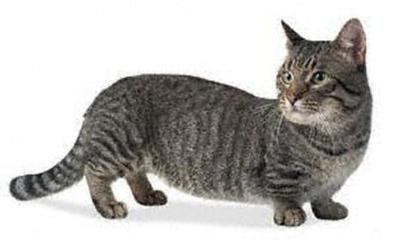 I gatti più piccoli del mondo e le loro caratteristiche