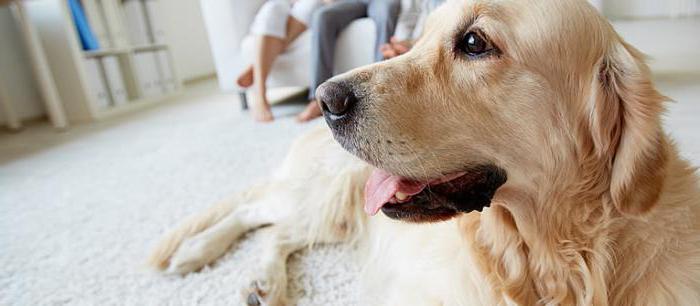 Morbo in un cane: sintomi, caratteristiche del trattamento e raccomandazioni dei professionisti