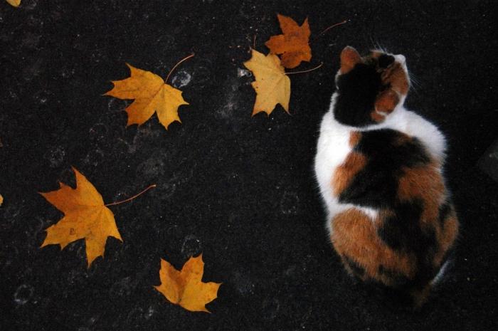 Gatti tricolore - animali domestici che portano felicità in casa