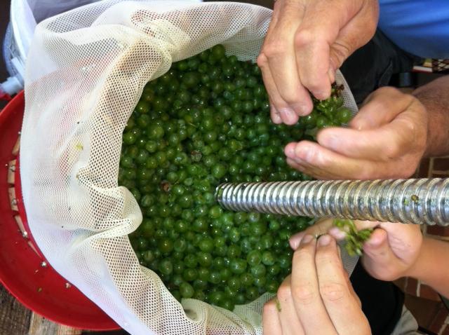 Come fare una pressa per l'uva con le proprie mani?