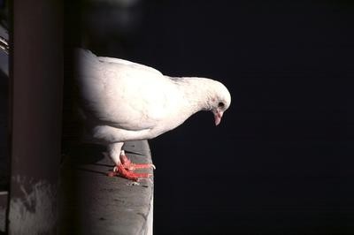 Segni. I piccioni siedono sul davanzale - cosa significherebbe?