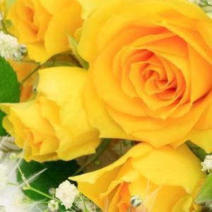 Romanticismo o tradimento: perché una rosa sogna?