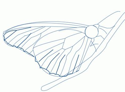 come disegnare una farfalla in più fasi