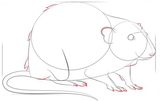 Come disegnare un topo in più fasi