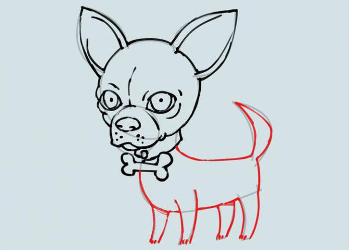 come disegnare un cane chihuahua con una matita