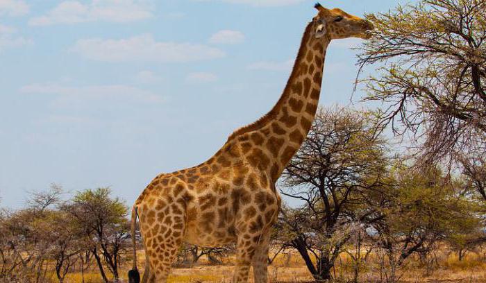 Informazioni interessanti sulle giraffe per bambini e adulti