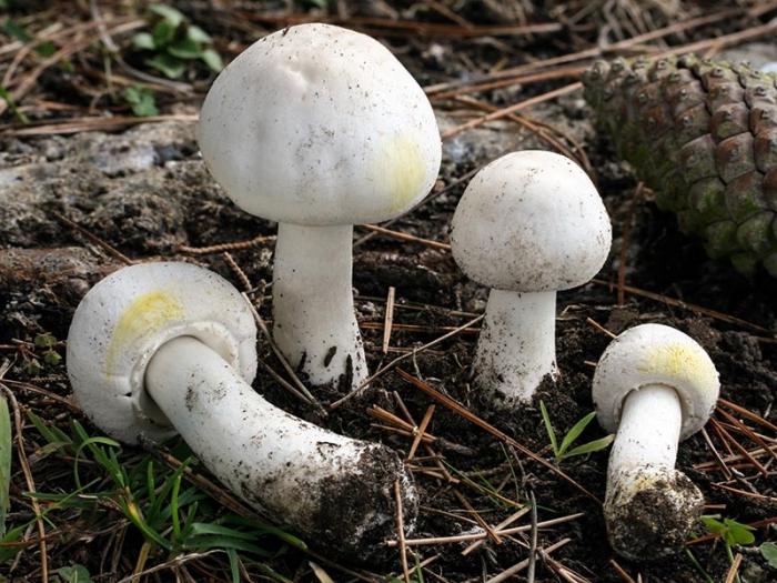 Come distinguere un falso fungo dal presente?