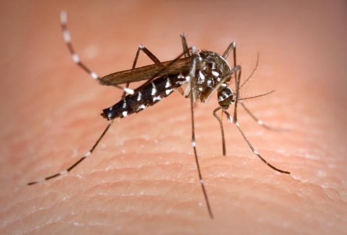 Zanzara dell'insetto: durata della vita, condizioni e habitat