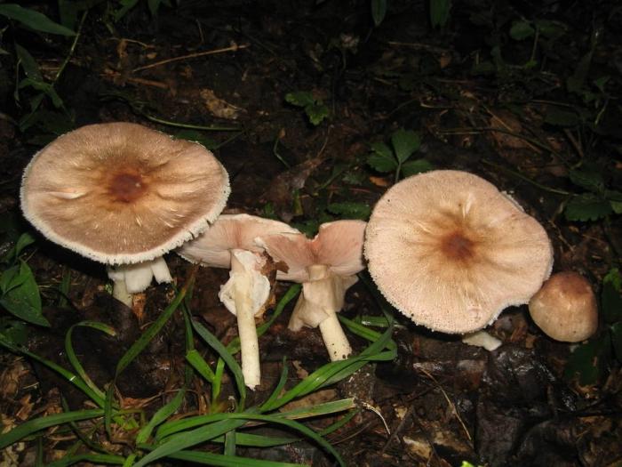 Una varietà di funghi - come distinguere i funghi commestibili e velenosi?