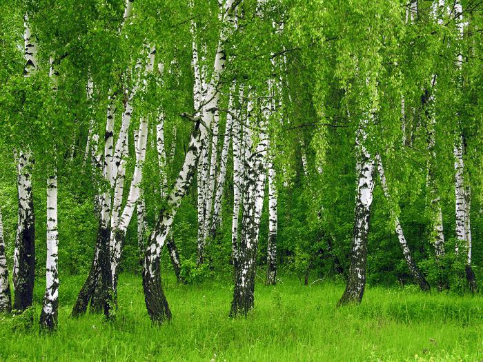 Quanti anni vivono gli alberi di quercia e betulla?