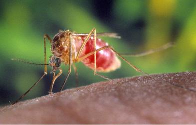 Cosa sono, i rimedi della gente per zanzare e moscerini?